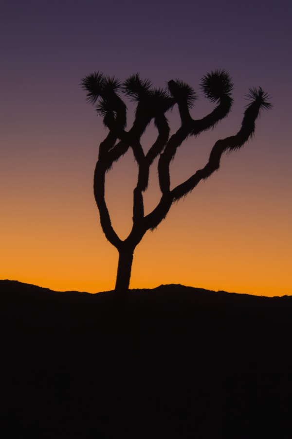 Silhouette of a joshua tree at sunset in joshua tree national park;California united states of america by PacificStock