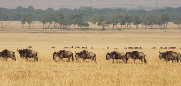 Migration of wildebeest;Maasai mara kenya by PacificStock