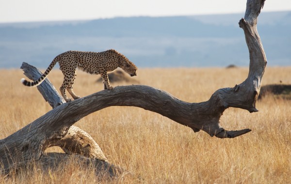 A cheetah (acinonyx jubatus) on a tree;Maasai mara kenya by PacificStock