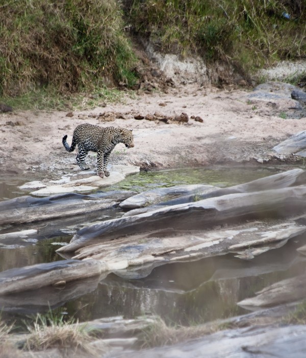 A cheetah stands at the edge of the river during migration;Maasai mara kenya by PacificStock
