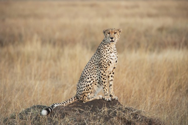 A cheetah sits alert in a field in the maasai mara national reserve;Maasai mara kenya by PacificStock