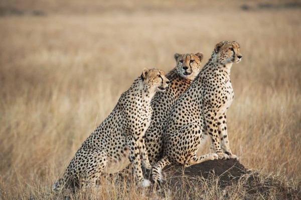 Three cheetahs standing together with a watchful eye in the maasai mara national reserve;Maasai mara kenya by PacificStock