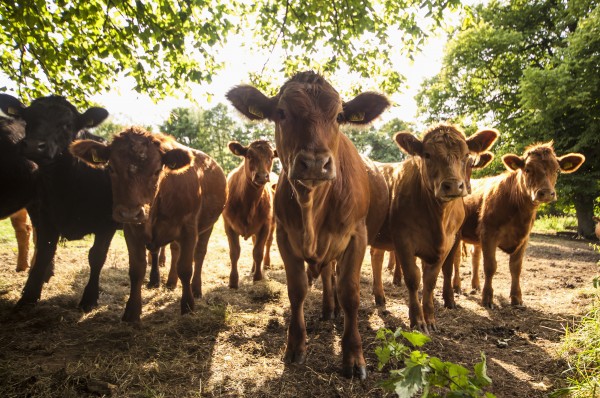 A herd of cows staring at the camera;Northumberland england by PacificStock