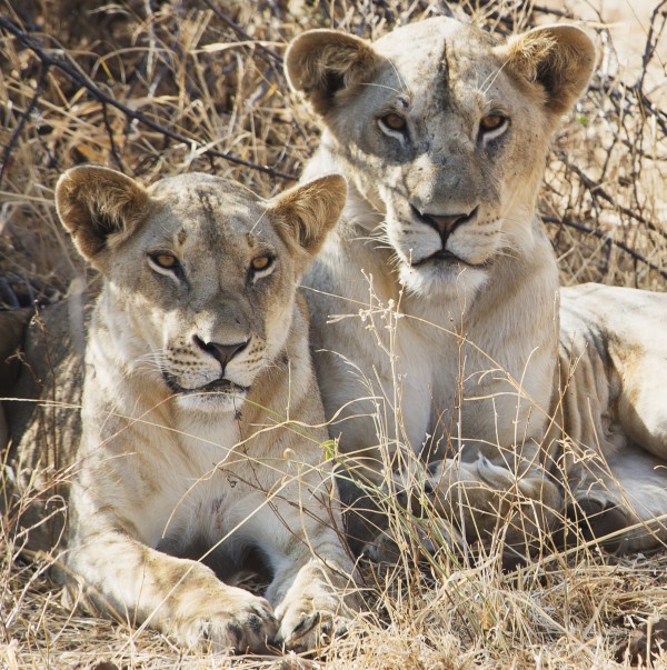 Two female lions sitting in the grass in maasai mara national reserve;Maasai mara kenya by PacificStock