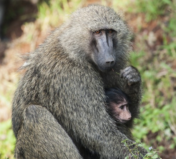 A monkey with it's baby in the maasai mara national reserve;Maasai mara kenya by PacificStock