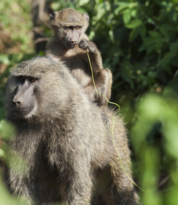 A monkey and it's baby sitting on her back in the maasai mara national reserve;Maasai mara kenya by PacificStock