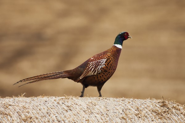 A bird standing on top of a hay bale;Northumberland england by PacificStock