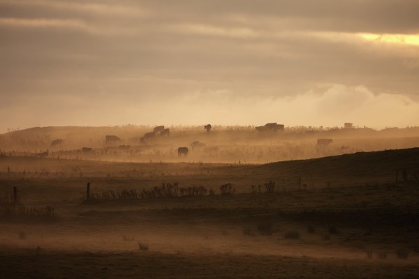 Trees scattered over the hills in the fog at sunset;Dumfries and galloway scotland by PacificStock