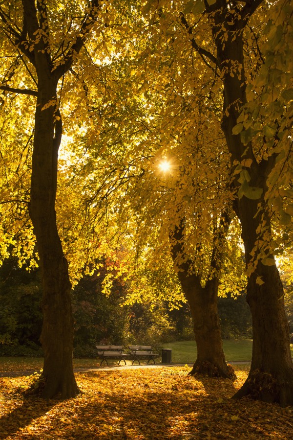 Sunlight glowing through the leaves of trees in autumn colours;Gateshead tyne and wear england by PacificStock