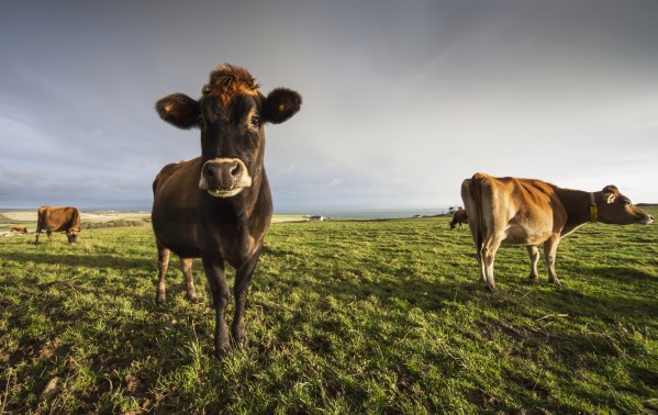 Cows in a field with one cow staring at the camera;Dumfries and galloway scotland by PacificStock