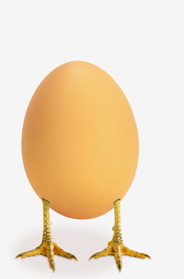 Egg with bird legs;British columbia canada by PacificStock
