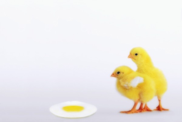 Two yellow baby chicks looking at fried egg;British columbia canada by PacificStock
