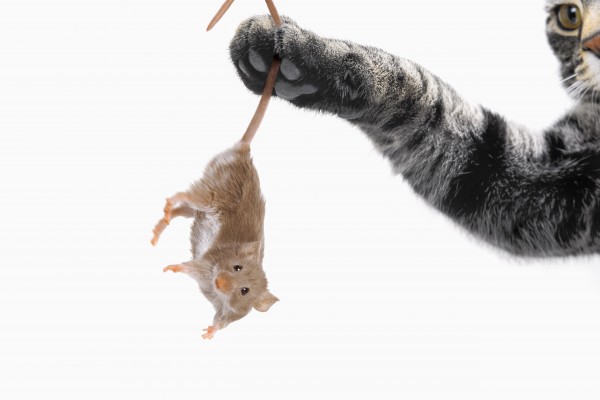 Mouse dangling from grey tabby cat's paw;Vancouver british columbia canada by PacificStock
