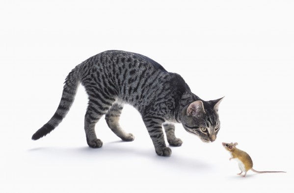 Grey tabby cat and mouse staring at each other;Vancouver british columbia canada by PacificStock