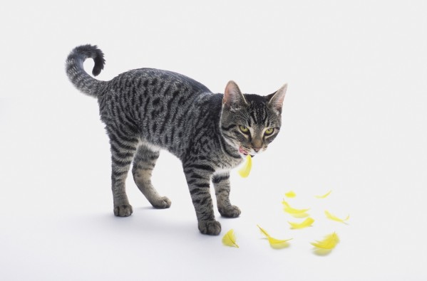 Grey tabby cat licking his lips as yellow bird feathers fall to his feet;Vancouver british columbia canada by PacificStock