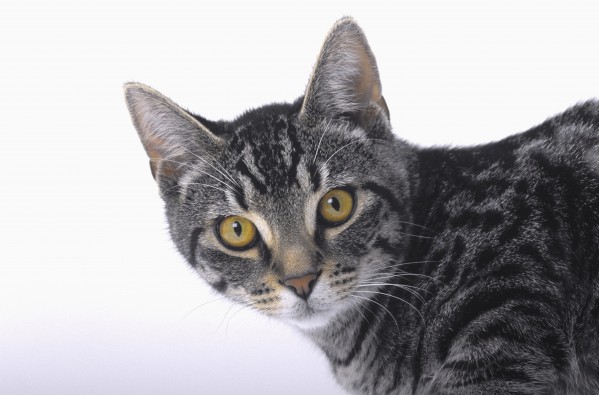 Portrait of a grey tabby cat;Vancouver british columbia canada by PacificStock