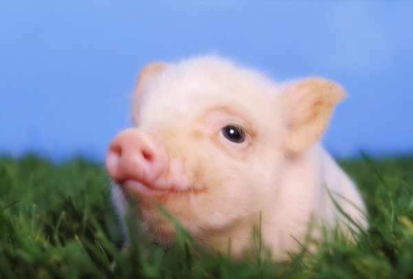 Baby pig lying on grass;British columbia canada by PacificStock