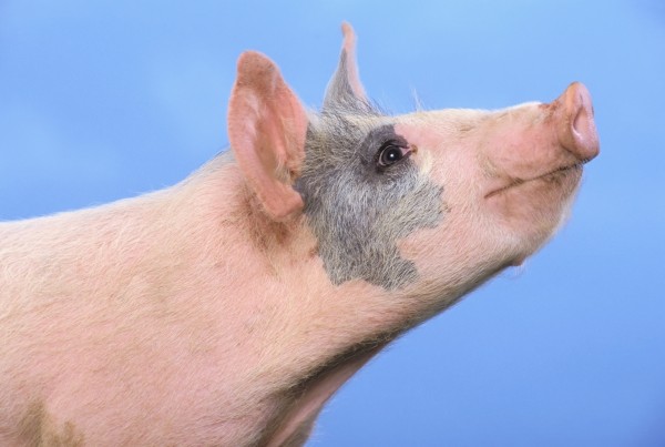Pig with a blue background;British columbia canada by PacificStock