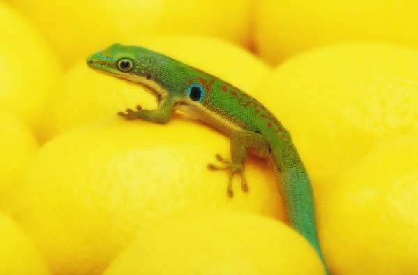 Day gecko on ear of yellow corn;British columbia canada by PacificStock