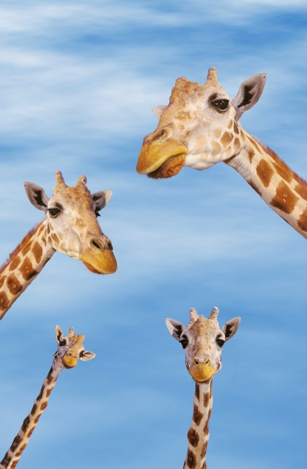 Four giraffes looking downward;Africa by PacificStock