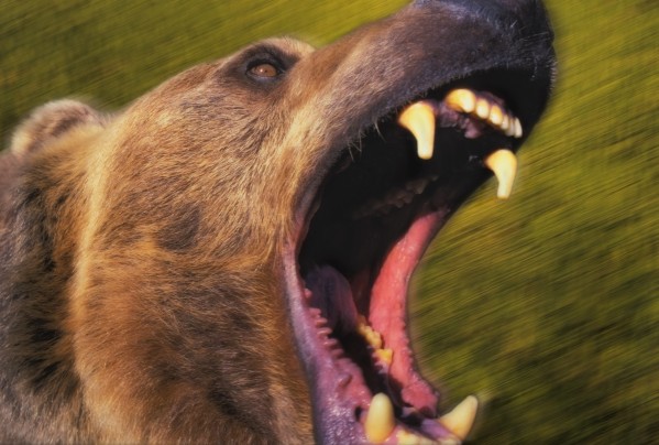 Roaring grizzly bear's face rocky mountains;United states of america by PacificStock