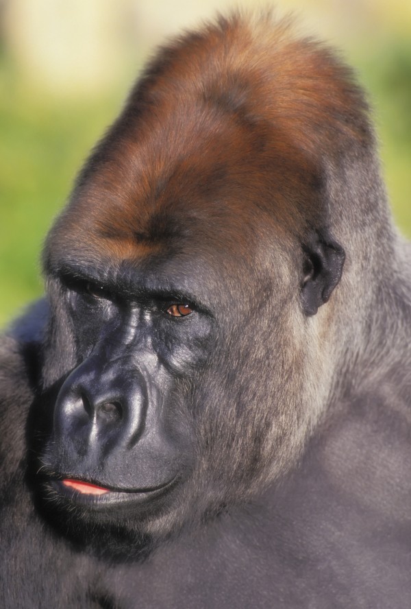 Lowland gorilla;Florida united states of america by PacificStock