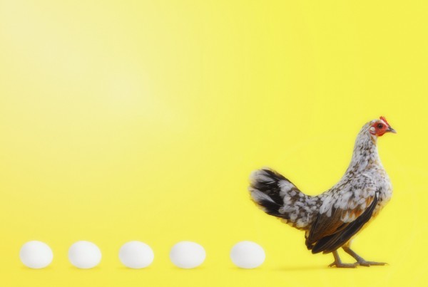 Hen standing in line with five eggs;British columbia canada by PacificStock