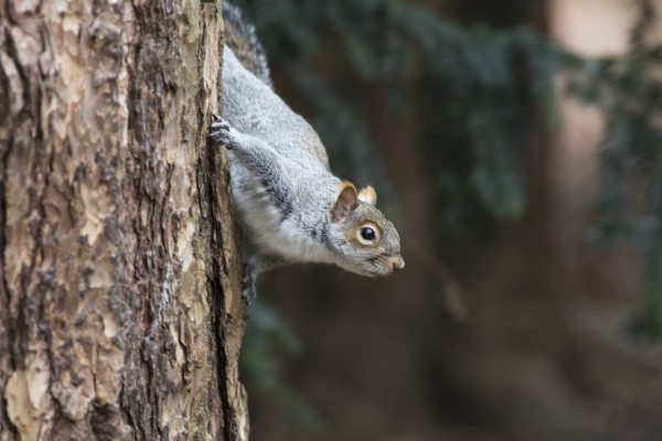 A grey squirrel making it's way down a tree trunk;Middlesborough teeside england by PacificStock