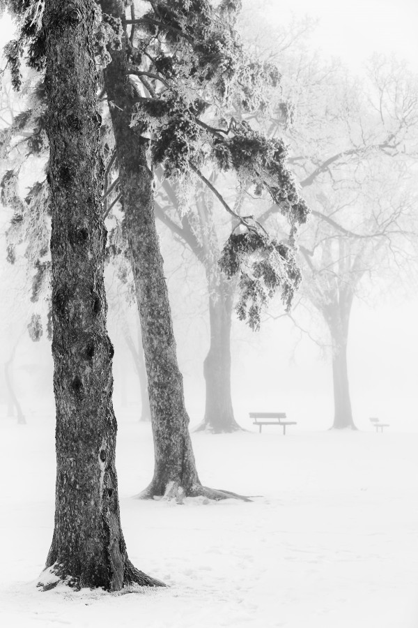 Ice fog in winter assiniboine park;Winnipeg manitoba canada by PacificStock