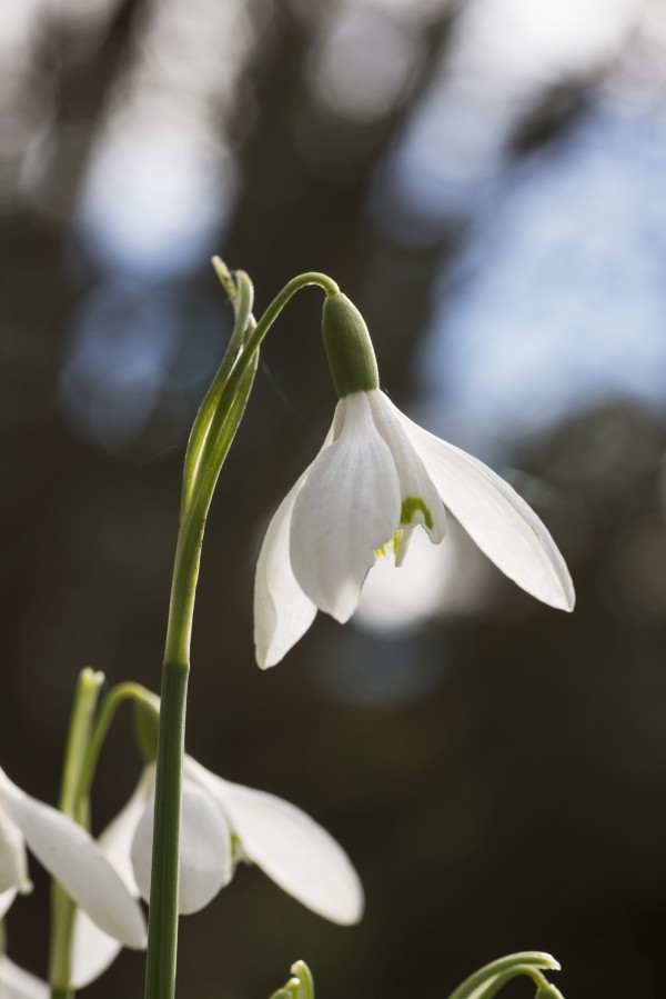 Snowdrop (Galanthus);Northumberland England by PacificStock