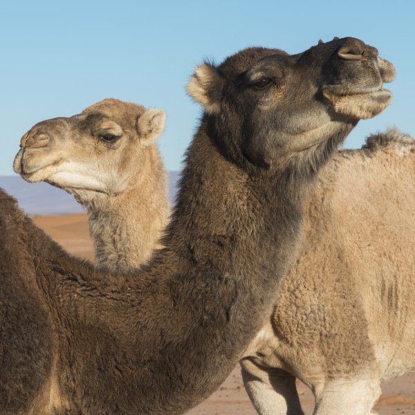 Two camels and a blue sky by PacificStock