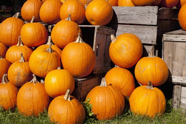Pumpkins in a pile;Granby quebec canada by PacificStock