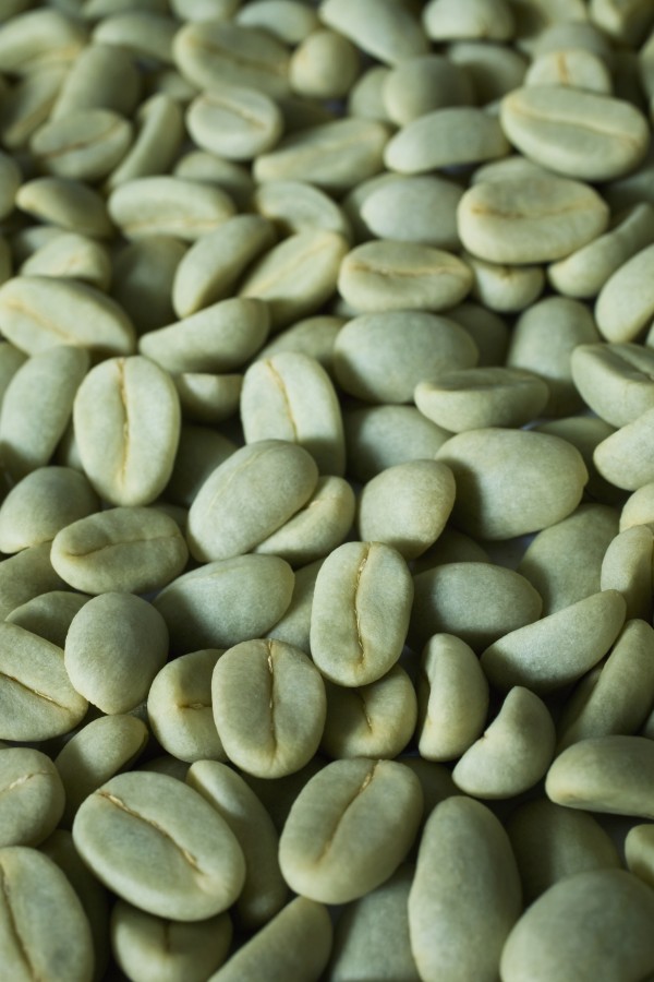 Green Coffee Beans In The Drying Stage Before Hulls Are Removed; Hawaii, United States Of America by PacificStock