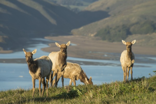 Tule Elk (Cervus Canadensis Ssp. Nannodes) In Point Reyes National Seashore; California, United States Of America by PacificStock