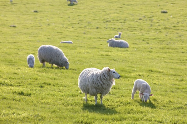 Sheep in a field in the typical English countryside of rolling hills around village of Kingston Deverill; West Wiltshire, England by PacificStock