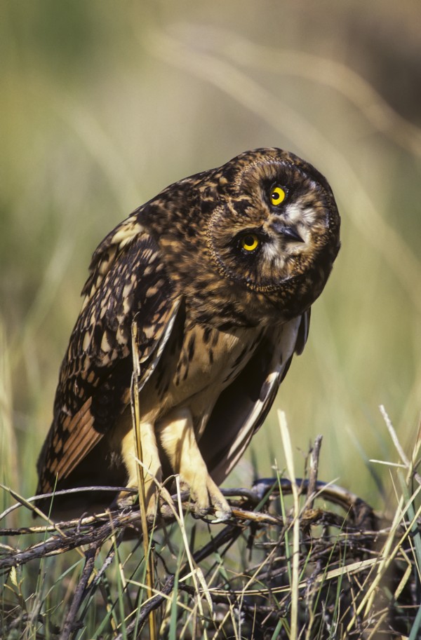 A Juvenile Short-Eared Owl (Asio Flammeus) Surveys The Scene; Idaho Falls, Idaho, United States Of America by PacificStock