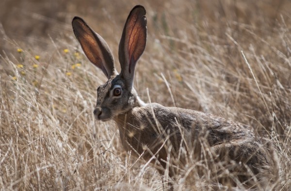 A Black-Tailed Jackrabbit (Lepus Californicus) Lurks In The Grass; Willows, California, United States Of America by PacificStock