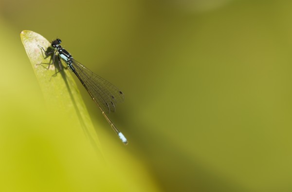 A Damselfly (Zygoptera) Rests On A Stem; Astoria, United States Of America by PacificStock