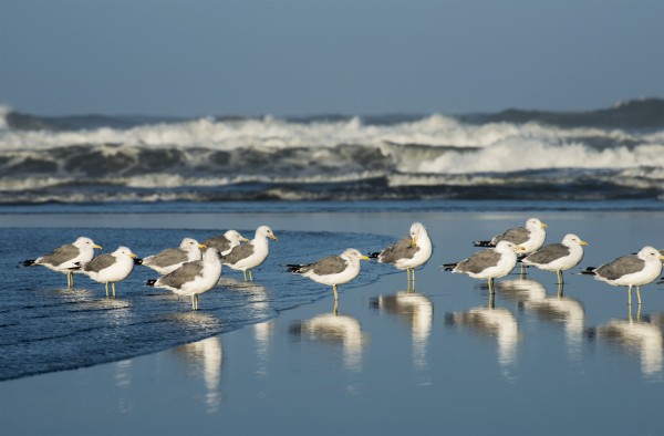 California Gulls (Larus Californicus) Rest On A Beach; Ilwaco, Washington, United States Of America by PacificStock