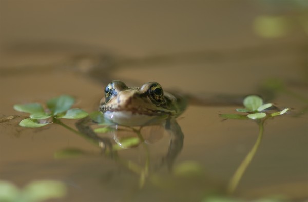 A Red-Legged Frog Floats In A Pond; Astoria, Oregon, United States Of America by PacificStock
