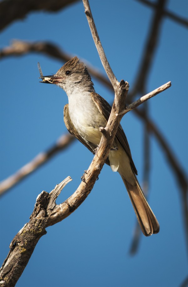 An Ash-Throated Flycatcher (Myiarchus Cinerascens) Captures Insects For Nestlings; Willows, California, United States Of America by PacificStock
