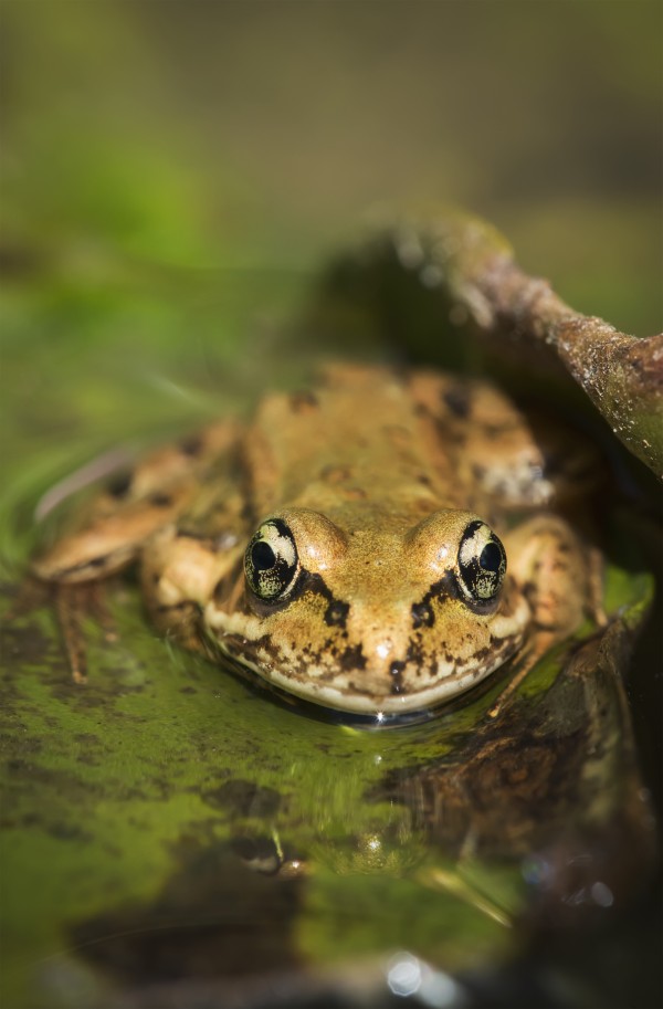 A Red-Legged Frog Rests On A Lily Pad; Astoria, Oregon, United States Of America by PacificStock