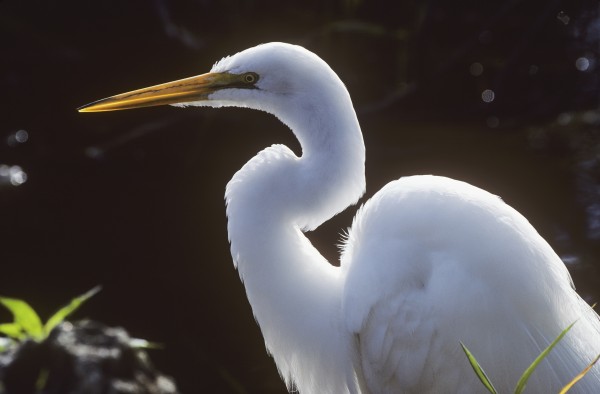 A Great Egret (Ardea Alba) Stalks Prey; Homestead, Florida, United States Of America by PacificStock