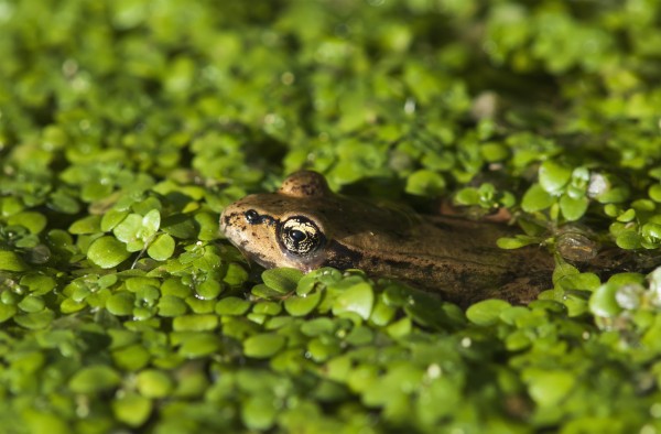 A Red-Legged Frog Rests In Small Plants; Astoria, Oregon, United States Of America by PacificStock