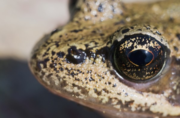 Close Up View Of The Eye Of A Red-Legged Frog; Astoria, Oregon, United States Of America by PacificStock