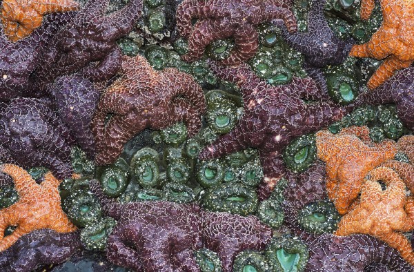 Sea Stars And Anemones Are Revealed By A Minus Tide; Cannon Beach, Oregon, United States Of America by PacificStock