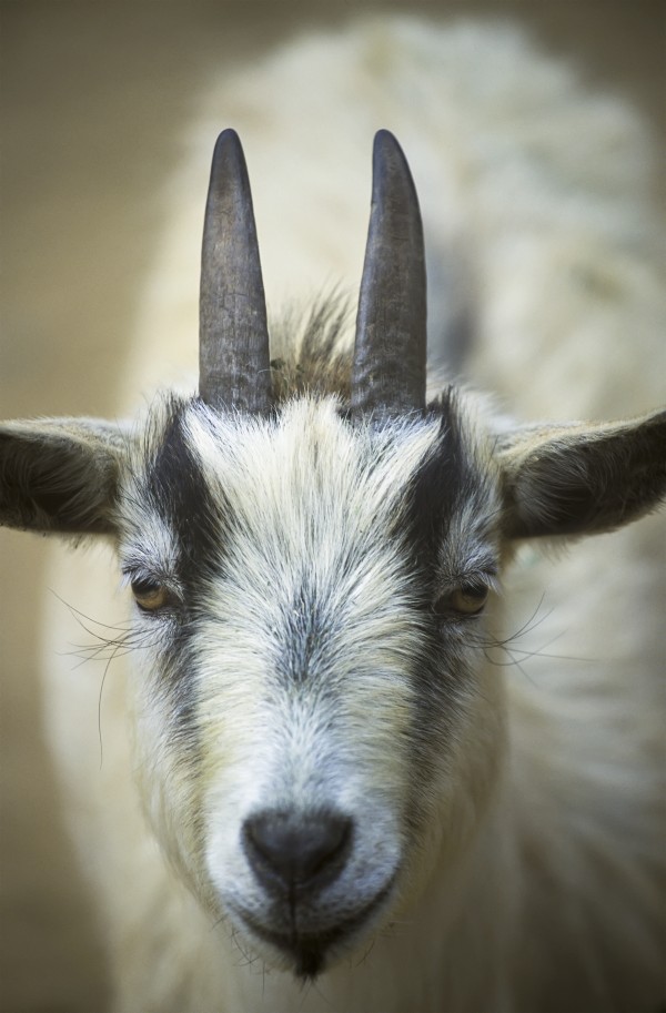 A Friendly Goat Greets Children At Bandon's Petting Zoo; Bandon, Oregon, United States Of America by PacificStock