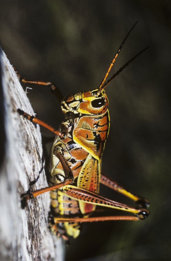 A Lubber Grasshopper Rests On A Tree; Ochopee, Florida, United States Of America by PacificStock