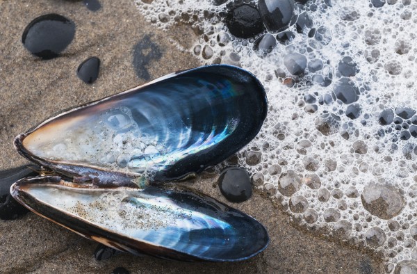 Waves Wash Over A Blue Mussel (Mytilus Edulis) Shell On The Beach; Cannon Beach, Oregon, United States Of America by PacificStock