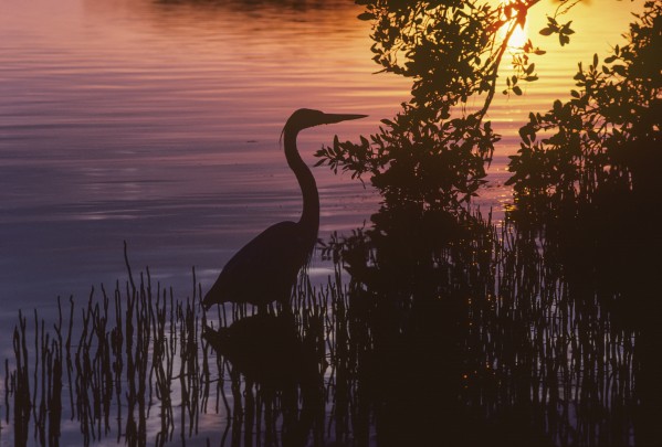 A Great Blue Heron (Ardea Herodias) Stalks Prey At Sunset; Homestead, Florida, United States Of America by PacificStock